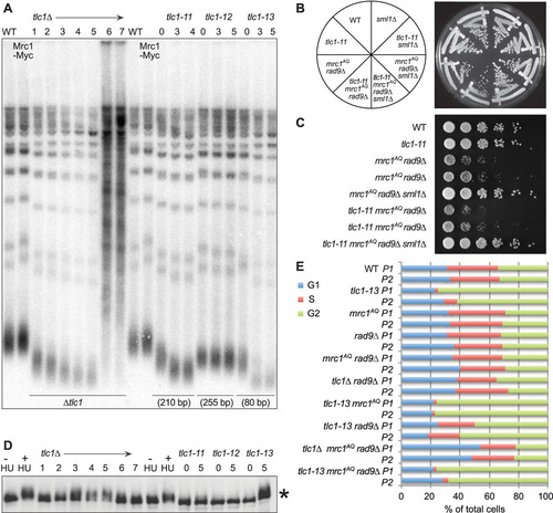 FIG 8 Hypomorphic telomerase does not show a synthetic phenotype with mrc1AQ rad9Δ mutation. (A) Southern blot analysis of terminal XhoI restriction fragments. DNA was probed with an α-32P-labeled 5′-(TGTGGG)4-3′ Y′ telomere-specific probe on samples from the indicated passages. (B and C) Streaks (B) and serial dilutions (C) of the hypomorphic TLC1 allele, tlc1-11. The tlc1-11 mutation did not create synthetic lethality with mrc1AQ rad9Δ mutations. In order to ensure shortened telomeres, all the tlc1-11 haploid strains were obtained by sporulation of a homozygous tlc1-11/tlc1-11 diploid, which was heterozygous for all the other mutations. (D) MRC1 is phosphorylated as telomeres become critically short. A Western blot of protein extracts was made from the same cultures used in panels A and E and probed with 9E10 anti-myc antibody. The control was WT protein extract treated with 200 mM hydroxyurea for 2 h. *, phosphorylation of Mrc1-myc13 after the indicated passages. (E) Cell cycle phase assignments made from FACS data on samples at 40 (P1) and 60 (P2) generations by plotting the DNA content (CellQuest Pro), followed by curve fitting and quantification of DNA peaks into G1, S, and G2/M categories (Flow-Jo).