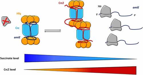 Figure 6. Hfq-Crc cooperation in Pseudomonas aeruginosa. When succinate, the preferred carbon source, is available, Hfq and Crc bind to the mRNA target, amiE, masking the ribosome-binding site and preventing its translation [Citation119,Citation120]. The distal face of captures ARN-rich repeat motifs near the RBS, where A- and R-bases occupy basic pockets on the Hfq distal side, leaving the RNA backbone and N-bases exposed to Crc. In contrast, when succinate levels are low, CrcZ, an sRNA rich in ARN-motif, is expressed to sequester Hfq away from substrate RNAs, such as amiE, allowing ribosomes to bind and begin translation [Citation119].