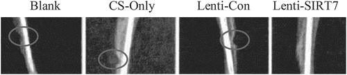 Figure 6. X-ray during 6 weeks after tibial defect in rats (Blank: blank group; CS-Only: chitosan scaffold group; Lenti-con: control group; Lenti-SIRT7: knockout SIRT7 group. The circle showed the degree of bone defect.).