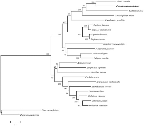 Figure 1. Phylogenetic tree of the 23 Odonata species based on the sequence of 13 protein-coding genes. The tree was reconstructed with the Maximum Likelihood (ML) criteria using MEGA v.6 (Tamura et al. Citation2013). Bootstrap values (1000 replications) greater than 70% are shown at the branch nodes. Anax imperator (NC031821) (Herzog et al. Citation2016), Atrocalopteryx atrata (NC027181), Brachythemis contaminate (NC026305) (Yu et al. Citation2016), Cordulia aenea (JX963627), Davidius lunatus (NC012644) (Lee et al. Citation2009), Epiophlebia superstes (NC023232) (Wang et al. Citation2015), Euphaea decorate (KF718294), Euphaea formosa (NC014493) (Lin et al. Citation2010), Euphaea ornate (KF718295), Euphaea yayeyamana (KF718293), Hydrobasileus croceus (NC025758), Ischnura elegans (NC031824) (Feindt et al. Citation2016a), Ischnura pumilio (KC878732) (Lorenzo-Carballa et al. Citation2014), Megaloprepus caerulatus (NC031823) (Feindt et al. Citation2016b), Mnais costalis (AP017642), Orthetrum chrysis (KU361233) (Yong et al. Citation2016), Orthetrum glaucum (KU361232) (Yong et al. Citation2016), Orthetrum sabina (KU361234) (Yong et al. Citation2016), Orthetrum testaceum (KU361235) (Yong et al. Citation2016), Platycnemis foliacea (NC027180), Pseudolestes mirabilis (NC020636), Psolodesmus mandarinus (in this study), Vestalis melania (NC023233) (Chen et al. Citation2015), Pteronarcys princeps (AY687866) (Stewart and Beckenbach Citation2006), Dinocras cephalotes (KF484757).