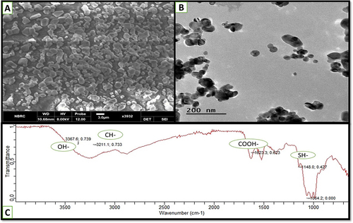 Figure 6 SEM images of a plane surface with nanosize, smooth and spherical shaped nanoparticles at 3µm (A) CsA-loaded ThC-HA, and (B) TEM showed more precise image of NF at 200nm exhibiting spherical granules. There shape support their movement in the leaky vasculature of cancer cells (C) FTIR spectrum of nanoformulation of CsA-loaded in ThC-HA.