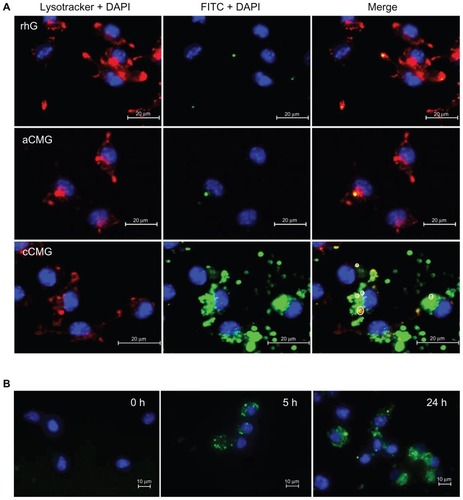 Figure 5 (A) Fluorescent images of DC 2.4 cells treated with rhG, aCMG, or cCMG complexed with FITC-OVA (green) in complete medium at 37°C for 5 hours. After 5 hours, the medium was replaced with fresh complete medium and incubated for an additional 19 hours. LysoTracker™ Red was added 20 minutes before fixing the cells with 4% paraformaldehyde to visualize acidic cell compartments: late endosomes and lysosomes (red). Cells were stained with DAPI for nuclear DNA (blue). Scale bars = 20 μm. (B) Processing of OVA was analyzed using OVA-DQ™.Notes: DCs were incubated with OVA-DQ™ complexed with cCMG for 0, 5, and 24 hours and fixed. The figures are an overlay of green fluorescence (OVA-DQ™) and blue fluorescence (DAPI). Scale bars = 10 μm.Abbreviations: aCMG, anionic cholesterol-modified gelatin; cCMG, cationic cholesterol-modified gelatin; rhG, recombinant human gelatin; DC, dendritic cell; FITC-OVA, fluorescein isothiocyanate labeled-ovalbumin; DAPI, 4’,6-diamidino-2-phenylindole.