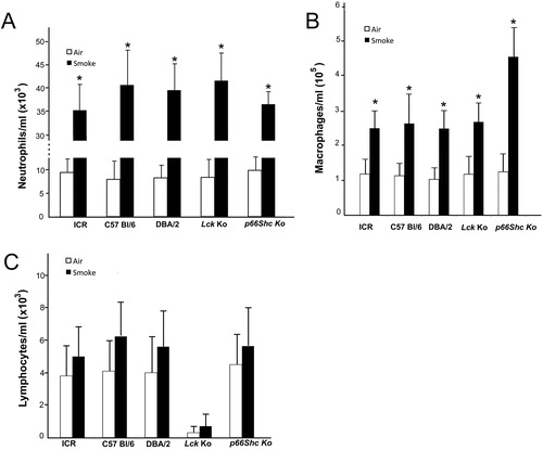 Figure 3. Inflammatory cells profile in BALFs from each strain and experimental group is reported in figure. No substantial difference in differential cell counts is found among strains of mice exposed to room air at 5 months from the start of the exposures (A, B and C), with the exception of Lck knockout mice that show a very low number of lymphocytes. After 5 months of smoke exposure, the number of neutrophils and macrophages in all the strains is significantly higher than that found in BALFs from their respective air exposed controls (A and B). On the contrary, no difference in lymphocyte counts is observed between smoking and air-exposed groups of the same strains (C). Data are expressed as means ± SD from 6 mice per experimental group. They represent data from BALFs of mice exposed for 5 months to air or cigarette smoke. The slides were stained with Diff Quick. *p < 0.05 versus air exposure.