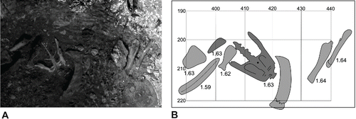 FIGURE 6. A, view from above of an in situ dodo pelvis in the Mare aux Songes bonebed. Photograph by Mikel R. Rijsdijk; B, mapped view of the in situ dodo pelvis, long bone (dark gray, red in online PDF), and tortoise long bone and carapace fragments (light gray, pink in online PDF). X-axis and Y-axis are coordinates in cm; three-digit numbers next to bones are depths of bone center relative to mean sea level in (m).