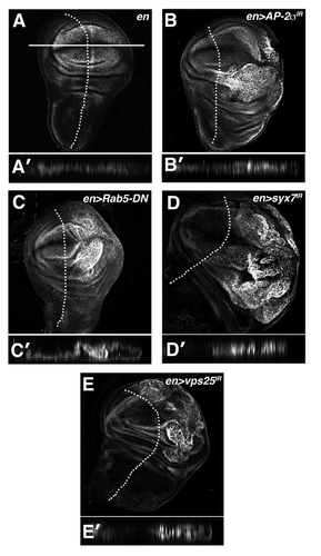 Figure 2 Multiple blocks in the endolysosomal pathway elevate Yki activity. α-β-gal staining of larval imaginal wing discs in which the ex-lacZ SWH-reporter has been placed in the background of (A) en, (B) en > AP-2σ-IR (C) en > Rab5DN (D) en > syx7-IR and (E) en > vps25-IR animals. Tangential and lateral sections are shown for each genotype. Lateral sections were obtained from the dorsal-ventral margin of the wing epithelium as indicated by the line in (A). Posterior compartment is to the right of the dotted line.