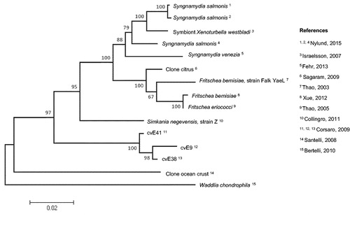 Figure 1. Evolutionary relationships of Simkaniaceae. The evolutionary history was inferred using the Neighbor-Joining method (Saitou & Nei, Citation1987) based on 1548 nucleotides from 15 16S rRNA sequences. Sequences were retrieved from the NCBI database using “Simkania*” as a research word. The percentage of replicate trees, in which the associated taxa clustered together in the bootstrap test (100 replicates) are shown next to the branches (Efron et al., Citation1996). The evolutionary distances were computed using the Tamura 3-parameter method (Tamura, Citation1992) and are shown as number of base substitutions per site. The rate variation among sites was modeled with a gamma distribution. Evolutionary analyses were conducted in MEGA5 after sequence analysis on Geneious 7.1.7 (Kearse et al., Citation2012).