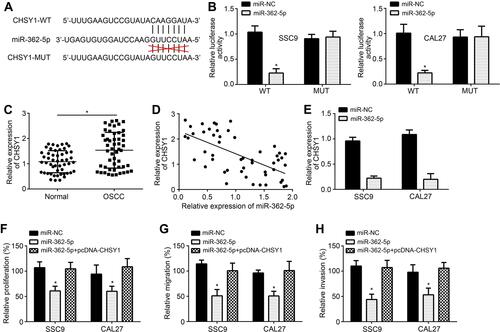 Figure 4 miR-362-5p targets CHSY1. (A) Predicted binding site between miR-362-5p and CHSY1 by TargetScan software. (B) Luciferase reporter assay. (C) Relative expression of CHSY1 in OSCC tissues. (D) Expression correlation between miR-362-5p and CHSY1 in OSCC tissues. (E) RT-qPCR analysis of CHSY1 after miR-362-5p mimic transfection. (F) CCK8 assay for proliferation analysis. (G and H) Transwell assay for analysis of migration and invasion. *P<0.05.