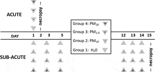 Figure 1. Protocols for acute and sub-acute exposures. each group of animals was exposed to nanopure water (H2O; control), or one of three different 1-μg/μl stock solutions of particulate matter (PM). Acute exposures (n = 8/group) involved a single 50-μl oropharyngeal instillation. Sub-acute exposures (n = 6/sex/group) involved 6 repeated 16.6-μl intranasal instillations— 3 during sensitization and 3 during challenge. Each instillation is represented in the figure as a triangle. Given all stock solutions were 1 μg/μl, non-control mice in the acute and sub-acute exposure groups received a total 50 μg or 100 μg (16.6 μg × 6 ≈ 100 μg) of PM, respectively. Abbreviations: PM10; PM2.5; and PMUF – particulate matter with an aerodynamic diameter >2.5 μm and <10 μm; 0.12.5 μm; and <0.1 μm, respectively.