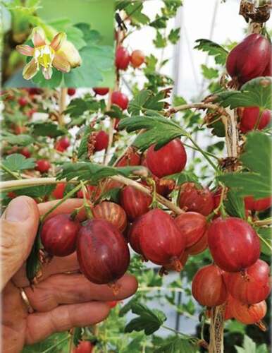 Figure 1. The appearance of ‘Xenia’ gooseberry grown in a greenhouse (photo: Åge Jørgensen, NIBIO).