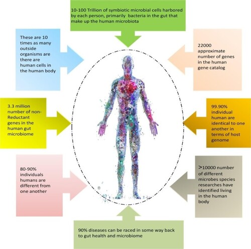 Figure 1. Representation of the human-associated microbiome (Krishna et al. Citation2019).