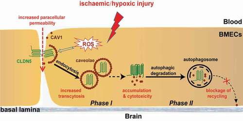 Figure 9. A proposed model of the role of autophagy on protecting the integrity of BBB under hypoxia. Hypoxia treatment in cerebrovascular endothelial cells induces a redistribution of membranous CLDN5 which is further endocytosed by CAV1-composed caveolae, impairing the integrity and permeability of BBB. Meanwhile, endothelial autophagy mediates the clearance of aggregated CLDN5 and CAV1 in the cytosol to reduce cytotoxicity and to block the recycling of CAV1 back to cell membrane, suppressing further redistribution of membranous CLDN5 and preventing BBB from fast disruption. control (CLDN5/LC3B/Nucleus)