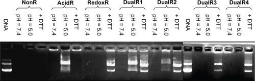 Figure 6 Agarose gel electrophoresis of various DNA/poly(amido amine) polyplexes.