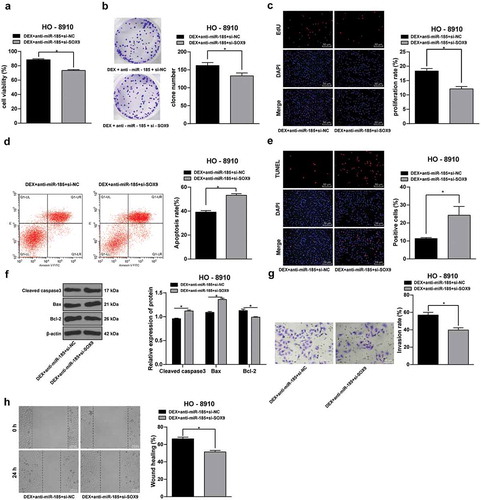 Figure 4. SOX9 knockdown inhibits OC cells proliferation and metastasis. SOX9 siRNA was transfected into HO-8910 cells with anti-miR-185, and NC siRNA was used as control, and then cells were treated with 100 nmol/L DEX. A, cell viability detected using MTT assay; B, number of cell colonies detected using colony formation assay; C, DNA replication measured using EdU assay; D, cell apoptosis detected using flow cytometry; E, cell apoptosis rate detected using TUNEL assay; F, expression of apoptosis-related proteins detected using Western blot analysis; G, cell invasion evaluated using Transwell assay; H, cell migration detected using scratch test; all experiments were performed for 3 times and t test was used to analyze statistical significance in panels A/B/C/D/E/G/H, and two-way ANOVA and Tukey’s multiple comparisons test were used to analyze data in panel F. *, p < 0.05