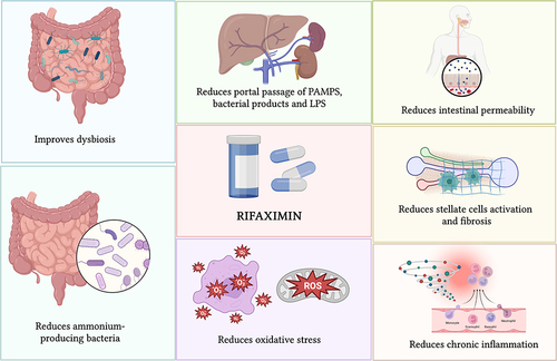 Figure 3 Actions sites of Rifaximin in patients with cirrhosis.Citation12–28 The rifaximin in the cirrhotic patients improve dysbiosis, and reduces oxidative stress, inflammation, activation of stellate cells, intestinal permeability, portal passage of PAMPS and lipopolysaccharides, and reduce of ammonia producing bacteria.