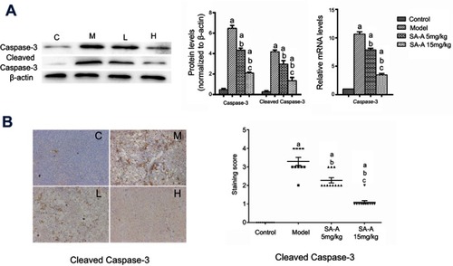 Figure 5 SA-A decreases CCl4-induced hepatocyte apoptosis. (A) Effects of SA-A on the expression of caspase-3 and cleaved caspase-3 in the liver tissues were measured by western blot analysis and real-time PCR; (B) Immunohistochemistry staining of caspase-3 and cleaved caspase-3 in the liver tissues, magnification: ×100. Data are expressed as the mean ± S.D. aP<0.05 as compared with control (C) group, bP<0.05 as compared with model (M) group, cP<0.05 as compared with SA-A 5 mg/kg (L) group.