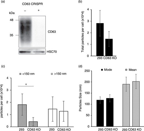 Fig. 8.  CD63 CRISPR knockout results in decreased EV secretion. (a) Western blot demonstrating knockout (KO) of CD63 protein in cells with CRISPR/Cas9 targeting. (b) Nanoparticle tracking analysis of EV harvested from HEK293 and HEK293 CD63-KO cells showed a reduction in total particles per cell. (c) Specifically, particles per cell smaller than 150 nm were significantly decreased in CD63-KO cell-conditioned medium, p < 0.05. Larger particles (>150 nm) did not differ between cells. (d) Mode and mean sizes of EV harvested from HEK293 and HEK293 CD63-KO cells were not significantly different, p>0.05. Significant reduction in particle secretion was determined by a Student's t-test. Data are expressed as mean±s.d. and *denotes p<0.05.