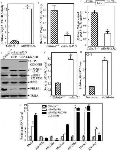 Figure 2. CDKN1B promoted Phlpp1 mRNA 5ʹ-UTR activity accompanied with inhibition of Mir6981 expression. (a–c) Wild-type Phlpp1 mRNA 3ʹ-UTR-driven luciferase reporters(a), 5ʹ-UTR-driven luciferase reporters (b), The luciferase reporter containing both the 5ʹ-UTR and 3ʹ-UTR regulatory regions (c), were cotransfected with pRL-TK into Cdkn1b+/+ and cdkn1b(Δ51) cells, respectively. Twenty-four h post transfection, the transfectants were extracted for evaluation of the luciferase activity. TK was used as an internal control. The results were presented as Phlpp1 3ʹ-UTR activity (a), 5ʹ-UTR activity (b), or Phlpp1 mRNA 3ʹ and 5ʹ-UTR activity (c) relative to Cdkn1b+/+ cells. Each bar indicates a mean±SD of triplicates. The symbol (*) indicates a significant difference in comparison to Cdkn1b+/+ cells (P < 0.05). (d) Cell extracts from Cdkn1b+/+, cdkn1b(Δ51)(GFP), and cdkn1b(Δ51)(GFP-CDKN1B) cells were subjected to western blot analysis for protein expression of CDKN1B, P-RPS6, RPS6, and PHLPP1. TUBA was used as a protein loading control. (e) For the cells indicated, the expression levels of Mir7a, Mir103a, Mir135a, Mir196a, Mir199a, Mir503, and Mir6981 were evaluated by real-time PCR. The results were normalized to Rnu6. The symbol (*) indicates a significant increase in comparison to Cdkn1b+/+ cells, while the symbol ‘#’ indicates significant inhibition in comparison to cdkn1b(Δ51) cells (P < 0.05). (f,g) The expression levels of Mir6981 were evaluated by real-time PCR in Cdkn1b+/+ vs. cdkn1b−/- cells (f), and Cl41(Nonsense) vs. Cl41(shCdkn1b) cells (g). The results were normalized to Rnu6. Each bar indicates a mean±SD of triplicates. The symbol (*) indicates a significant difference in comparison to Cdkn1b+/+ cells or Cl41(Nonsense) cells (P < 0.05).