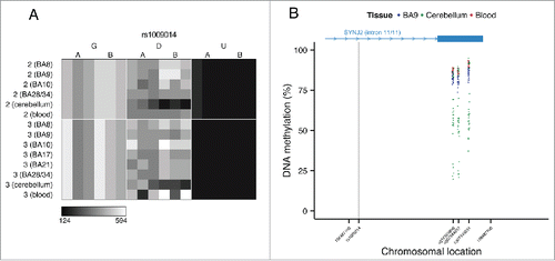 Figure 7. Genotype-driven ASM can be tissue-specific. (A) The tissue-specific ASM site rs1009014, located in an intron of SYNJ2, shows allelic-skewing of DNA methylation in cerebellum (ASM score = 0.16) but not in cortex (ASM score = 0.04) or whole blood (ASM score = 0.03). (B) DNA methylation levels for Illumina 450K Human Methylation Array probes in cerebellum across a flanking region of this locus exhibit a genotype-driven tissue-specific DNA methylation pattern. The scatter plot shows the location of SYNJ2 (transcript variant 1), as well as the location of the informative SNP from the MSNP assay (gray vertical line).