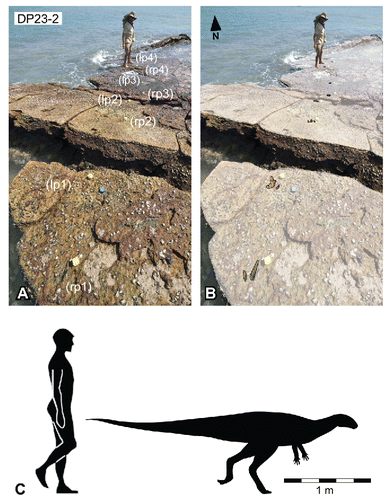 FIGURE 38. Wintonopus latomorum Thulborn and Wade, Citation1984, from the Yanijarri–Lurujarri section of the Dampier Peninsula, Western Australia. Damian Hirsch alongside the UQL-DP23-2 trackway as A, photograph; and B, photograph with track overlay. C, silhouette of hypothetical Wintonopus latomorum trackmaker based on UQL-D23-1, compared with a human silhouette. See Figure 19 for legend.