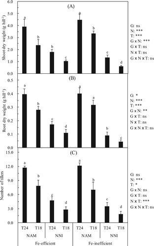 Figure 3. Effect of nitrogen forms (N) on shoot dry weight (A), root dry weight (B) and number of tillers (C) of rice cultivars (G) in different soil temperatures (T). Error bars represent SE (n = 4). Columns within each cultivar the same letter are not significantly different at 5% according to Duncan’s multiple range test. Abbreviations: Fe-efficient and Fe-inefficient, Fe-efficient genotype rice (O. sativa L. cv. T43) and Fe-inefficient genotype rice (O. sativa L. cv. T04). NAM and NNI, ammonium nitrogen was (NH4)2SO4 + 2.0% DCD and nitrate nitrogen was Ca(NO3)2 + 2.0% DCD, respectively. T24 and T18, soil optimum temperature was 24 ± 2°C and soil low temperature was 18 ± 2°C, respectively. *, **, *** and ns indicate significant differences at P < 5%, P < 1%, p < 0.1% and p ≥ 5%.
