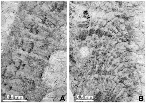 Figure 11. Septal microstructure, trabeculae in longitudinal section. A. Disphyllum cf. rugosum (Wedekind, Citation1922). LPB 19388, thin section Bb 1408 (see also Figure 8B). B. Disphyllum cf. curtum Hill, Citation1954. LPB 19379, thin section Bb 1409 (see also Figure 10C2 where the flexing of trabeculae is best exposed; acetate peel corresponding to the thin section).