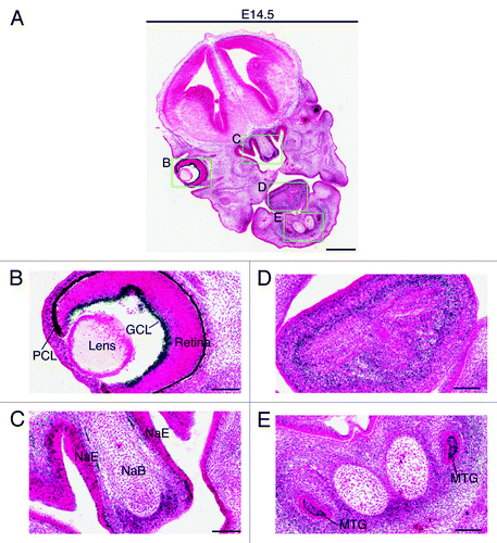 Figure 6. Brpf1 expression in E14.5 fetal sections. (A) β-Galactosidase staining was performed on coronal head sections from Brpf1l/+ E14.5 fetuses. A representative image is shown. (B–E) Enlarged images of four regions boxed in (A). As at E12.5 (Fig. 5), the expression in the ganglion cell layer was particularly strong (B). Strong staining was also detected in the nasal epithelium and nasal bone mesenchyme (C), in the tongue (D) and in the molar tooth germs and the mesenchyme adjacent to Meckel’s cartilages (E). Abbreviations: GCL, ganglion cell layer of the retina; MTG, molar tooth germ; NaE, nasal epithelium; NaB, nasal bone primordium; PCL, pigment cell layer of the retina. Scale bars, 500 μm (A) and 100 μm (B–E).