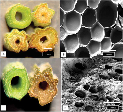 Fig. 11 Comparison of hand sections made through a non-inoculated stem cutting with those infected by F. proliferatum. (a) Healthy cutting (top left) compared with three different stages of necrosis and tissue disruption caused by pathogen invasion of inoculated stem cuttings. (b) Healthy parenchyma cells viewed under the scanning electron microscope. (c) Close-up of a healthy cutting (left) with a diseased cutting (right). (d) Parenchyma cells in a diseased cutting that are disrupted and show accumulation of a dense matrix that could be a combination of cellular contents and polysaccharides