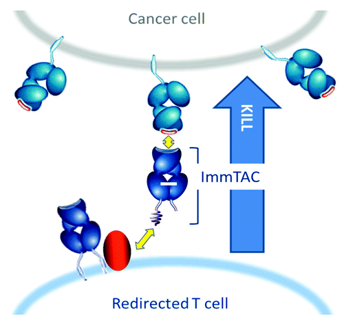 Figure 1. Schematic representation of the mechanism of action of ImmTACs. The soluble monoclonal T-cell receptor (mTCR) component (in dark blue, with the non-native disulphide bond in white) binds, with high affinity, to peptide antigens (in red) presented on the surface of cancer cells in the context of HLA molecules (in light blue). The anti-CD3 component (in gray) engages CD3 molecules (in red) on non-cancer-specific T cells, leading to a potent redirected T-cell response and tumor-cell destruction.