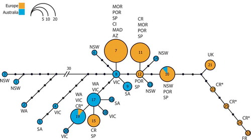 Fig. 4. Haplotype network based on a ML phylogeny indicating Australian (blue), European (orange) and sequenced Split herbarium samples (asterisks). The size of the circles is proportional to the amount of individuals of that haplotype. The number specifies the haplotype. (WA: West Australia, NSW: New South Wales, VIC: Victoria, SA: South Australia, MOR: Morocco, POR: Portugal, AZ: Azores, MAD: Madeira, SP: Spain, CI: Canary Islands, CR: Croatia, UK: United Kingdom, FR: France.)
