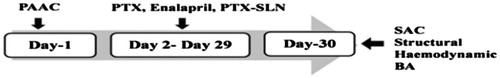 Figure 1. Experimental protocol. PAAC, partial abdominal aortic constriction; PTX, pentoxifylline; PTX-SLN, solid lipid nanoparticles of pentoxifylline; SAC, sacrifice; BA, biochemical analysis.
