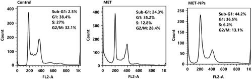 Figure 7. Cell cycle analysis of SKOV3 cells exposed with IC50 concentration of free MET and MET-loaded PLGA/PEG NPs for 48 h. All experiments were carried out in triplicate.