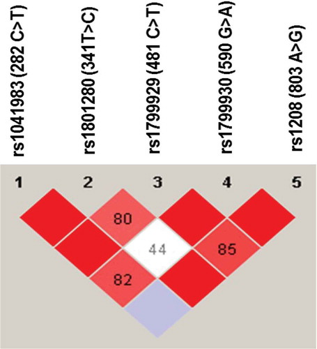 Figure 3. Chromatogram of DNA sequencing of the novel NAT2 436G>A genetic variant. The NAT2 436G>A was identified in only one Jordanian volunteer with a heterozygote genotype.