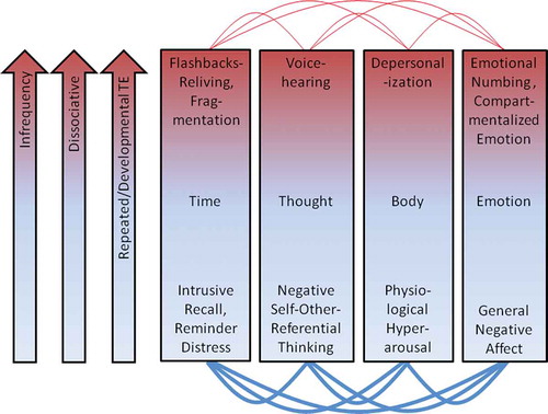 FIGURE 1 The 4D-model of the traumatized self. Notes. Posttraumatic symptom dimensions of the consciousness of time, thought, body, and emotion are differentiated in so far as they present in trauma-related altered states of consciousness (TRASC) form (red, top) versus in normal waking conscious (NWC) form (blue, bottom). The background coloring of the two states, however, is illustrated as blending into one another in order to represent that it is presently not known whether the difference between the TRASC and NWC forms is a qualitative (categorical) or only quantitative (dimensional) one. The arrow that is increasing in infrequency from bottom (NWC) to top (TRASC) represents the first hypothesis that symptom endorsements of TRASC are expected to be less frequent than symptom endorsements of NWC distress. The arcs connecting the four dimensions are drawn with greater weight when referring to NWC distress versus TRASC in order to represent the second hypothesis that the experience of forms of NWC will be more intercorrelated when compared with the experience of forms of TRASC. The arrow labeled “dissociative” that is increasing from bottom (NWC) to top (TRASC) is intended to illustrate the third hypothesis that the four dimensions in TRASC form, while being distinct in concept from the measurement of dissociation as a disintegration and/or compartmentalization of psychological functions (e.g., Holmes et al., Citation2005; Steele et al., Citation2009), will nevertheless be more often observed in people who also experience dissociative disintegration and/or compartmentalization of psychological functions. Finally, the arrow labeled “Developmental TE [Trauma Exposure],” oriented in the same direction, is intended to illustrate the hypothesis that the etiology of TRASC may often be developmental in origin, that is to say, typically requires repeated trauma exposure at an early age of onset, when a child’s brain is naturally more vulnerable to deviations from NWC such as is normally exhibited through age-appropriate imaginary play.©W. W. Norton and Company. Reproduced with the permission of W. W. Norton and Company. Permission to reuse must be obtained from the rightsholder.