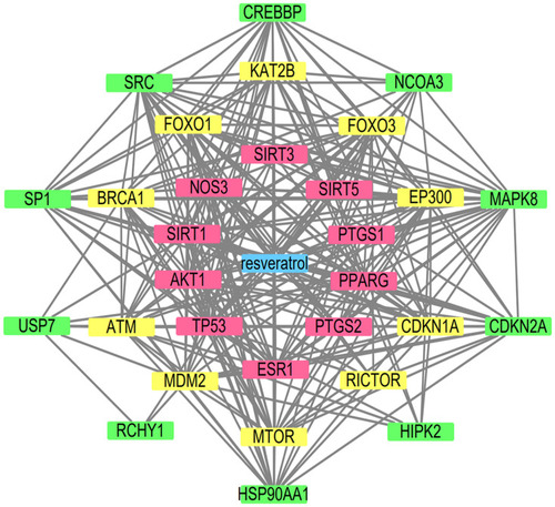 Figure 1 The interaction network of the resveratrol-targeted genes. Red is first shell. Yellow is second shell. Green is third shell.