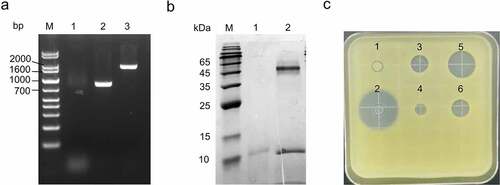 Figure 2. Hen egg white lysozyme (HEWL) fused to xylanase XynCDBFV shows higher expression level and activity than HEWL only. (a) The integration of plasmids was identified by PCR amplification in genome of transformants. M: DNA marker; 1: GS115 control; 2: pPIC9K-Hewl transformant; 3: pPIC9K-XynCDBFV-Hewl transformant. (b) SDS-PAGE assay of the recombinant HEWL only and XynCDBFV-HEWL proteins in flask. M: protein marker; 1: HEWL only; 2: XynCDBFV-HEWL. (c) Antibacterial activity against M. lysodeikticus of the culture supernatant in different transformants. 1: XynCDBFV; 2: Positive control Ampicillin; 3: HEWL only; 4: ten times dilution of HEWL only; 5: XynCDBFV-HEWL; 6: ten times dilution of XynCDBFV-HEWL.