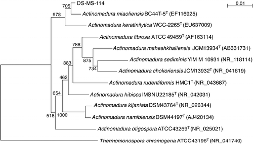 Figure 1. Phylogenetic tree showing the relationships between strain DS-MS-114 and related bacteria based on 16S rRNA gene sequences.