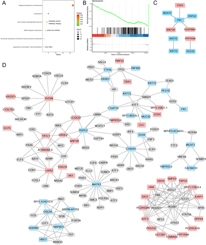 Figure 2 KEGG analysis (A), GSEA analysis (B), PPI network (C) and TF regulatory network (D) of common DEmRNAs in AR vs N and CARAS vs AR groups. Red and blue color represent up-regulation and down-regulation, respectively.