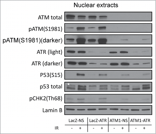 Figure 4. Regulation of checkpoint signaling at 2 hr following 2 Gy of IR in wild-type HME-CCs and HME-CCs deficient in ATM, ATR or both. Nuclear extract was used for western blot. "*" corresponds to the actual p53 band.