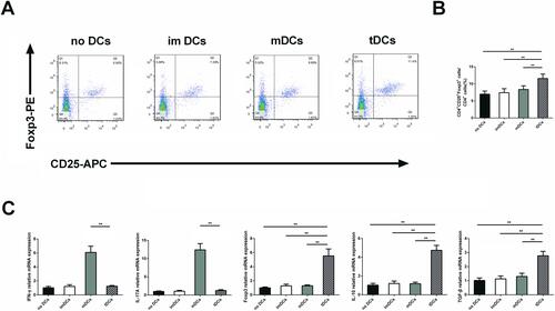 Figure 6 GARP-tDCs coculture with CD4+ T cells had the ability to induce tolerance. (A) Splenic CD4+ cells (1×106 cells/mL) were cultured alone or mixed with immature DCs (imDCs), mature DCs (mDCs) or tolerogenic DCs (GARP-tDCs) for 3 days.2×105 cells/mL). After 72 hours, the cells were labeled with anti-CD4, anti-CD25, and anti-Foxp3, and analyzed by fluorescence-activated cell sorting (FACS). Flow cytometry data represented one of six to eight independent trials. (B) The average percentage of CD4+CD25+ Foxp3+ Tregs in the CD4+ cell population in different groups. (C) mRNA levels of IFN-γ, IL-17A, Foxp3, IL-10, and TGF-β in different groups. n=6 per group. **P<0.01.