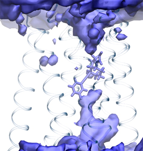 Figure 5. Continuous water channel in the PAM–receptor complex under the ligand at the intracellular side.