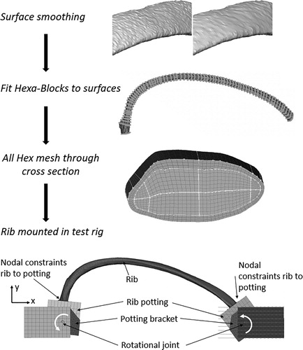 Figure 2. Modeling approach for the detailed subject specific ribs. The surfaces estimated using the CBM algorithm were first smoothed. Then the ribs were discretized using a semi-automatic Hexa-Block meshing procedure. This resulted in a high quality all hex mesh with 3 solid elements over the cortical bone thickness. Last, the rib was positioned in a model of the anterior posterior rib bending test apparatus.