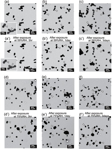 Figure 5. Electron micrographs of ammonium sulfate particles before (a–f) and after (a’–f’) exposure under metastable RH conditions at atmospheric pressure for the same sample region. Panels (a’), (b’), and (c’), respectively, show particles after exposure at 59%RH for 3 h, 1 day, and 3 days. Panels (d’), (e’), and (f’), respectively, portray particles after exposure at 75%RH for 3 h, 1 day, and 3 days. White arrows indicate examples of particles or components that change shape, as found after exposure.
