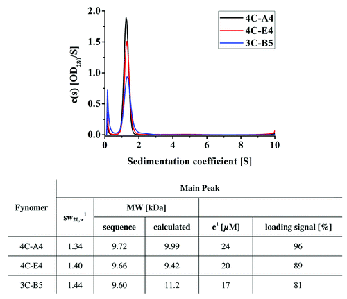 Figure 2. Sedimentation coefficient distribution c(s) for the Fynomers 4C-E4, 4C-A4 and 3C-B5. Analysis of sedimentation coefficient was performed using analytical ultracentrifugation. The difference in the ratios of peak height to peak width can be explained by the different molar loading concentrations (the loading signal was OD280, 1.0 cm = 0.5 for all samples, but due to the mutations the constructs have different extinction coefficients). 1Signal-weighted sedimentation coefficient corrected for buffer density and viscosity determined by manual integration in Sedfit.