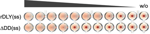 Figure 7. DD-dependent enhancement of human erythrocyte aggregation by rDLY. Each prepore-locked mutant of rDLY and its N-terminal domain-deletion mutant (rDLY(ss) and ΔDD(ss), respectively) was mixed with human erythrocytes and left static until erythrocyte aggregates formed. A representative result from several assays is shown.