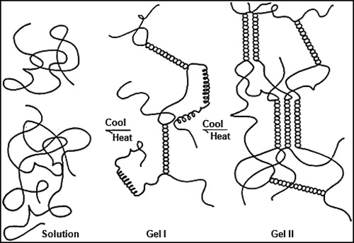 Figure 5. Gelation mechanism of kappa-CGN and iota-CGN. Figure used with permission from Blakemore et al. (Citation2014a).
