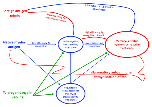 Figure 1. Hypothetical model of action for tolerogenic vaccines. Natural homeostatic mechanisms of self tolerance are noted in blue. Endogenous myelin autoantigens and other crossreactive self antigens shape development of the T cell repertoire so that conventional T cells recognize “self” with an efficiency that is below the threshold necessary to drive differentiation of memory/ effector subsets. Endogenous myelin autoantigens also promote the differentiation of regulatory T cell subsets. Together, the two mechanisms (low efficacy recognition of self by conventional T cells and active, dominant inhibitory action of regulatory T cells) prevent differentiation of myelin-specific T cells into memory or effector subsets and thereby prevent autoimmune disease. The mechanism of ‘molecular mimicry’ is represented in red. A crossreactive foreign antigen from a recurrent or chronic infectious pathogen drives crossreactive clones with sufficiently high efficacy to override homeostatic regulatory mechanisms. These high efficiency foreign ‘mimic’ antigens drive the differentiation of myelin-crossreactive T cells into memory/ effector subsets. The potential consequence is the initiation of a potentially self-sustaining autoimmune response against myelin and induction of MS. A potential beneficial effect is that these crossreactive clones may eliminate or suppress the etiological infection and thereby clear the antigenic stimulus of the autoimmune disease. The proposed action of tolerogenic vaccines is represented in green. Tolerogenic vaccines are postulated to reinforce myelin-specific regulatory T cell subsets and cause anergy/ apoptosis of myelin-reactive naïve and memory/ effector T cell subsets, even in the midst of an inflammatory environment. Arrowheads represent stimulatory interactions. Spherical line-ends represent inhibitory actions.