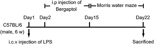 Figure 1 The experimental design and treatment schedule.