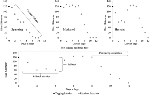 FIGURE 3. Examples of hypothetical posttagging behaviors representing spawning, motivated, or hesitant designations, and an example of a terminal fallback behavior (upper panels). Example of hypothetical posttagging behavior illustrating fallback, fallback duration, posttagging residence time, and postspawn emigration (bottom panel).