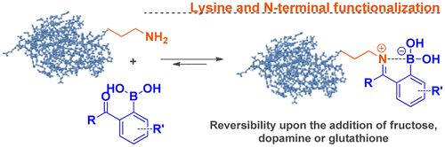 Figure 8. Lysine ε-amino group modification based on the formation of stable imines with 2-formylbenzeneboronic acid. Reprinted from Ref. [Citation102] with permission. © 2012, American Chemical Society.