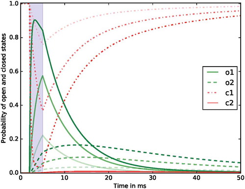 Figure 3. Rise and decay of the optically induced ChR2 activation. The light source was on between 2 and 5ms (blue shaded area). The lines show the probabilities of the two open (green) and closed (red) states at three different light intensities which is indicated by the colour saturation.